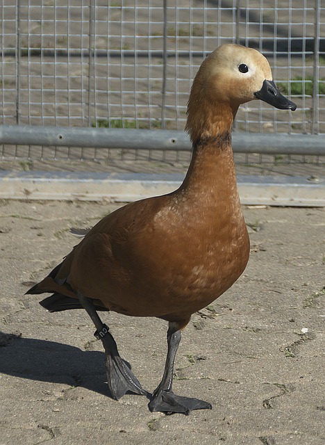 申花的本场
